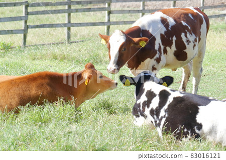 Three cows snuggling up to talk 83016121