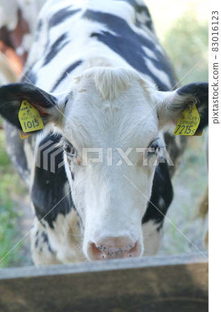 Staring cattle 83016123
