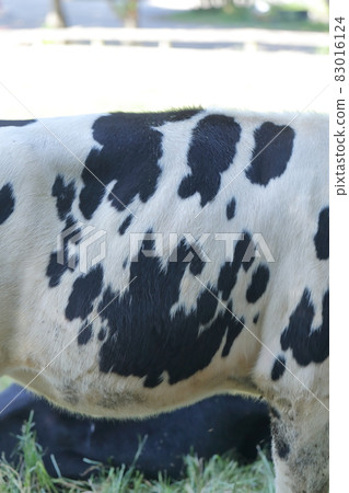斑駁的牛軀幹 83016124