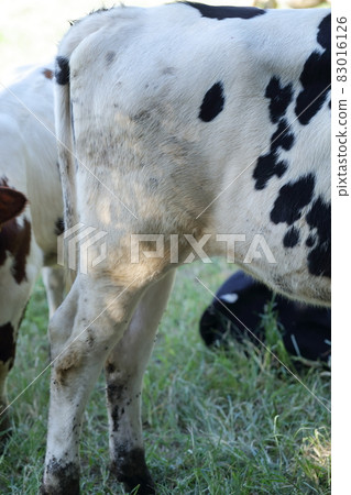 牛的屁股 83016126