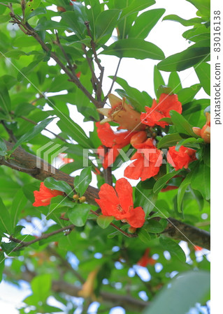 Pomegranate flowers and buds Pomegranate flowers and buds 83016138