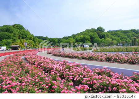 Welcome Garden at West Gate (Gifu World Rose Garden, Former Flower Festa Memorial Park, Gifu Prefecture) Welcome Garden at West Gate (Gifu World Rose Garden, Former Flower Festa Memorial Park, Gifu Prefecture) 83016147