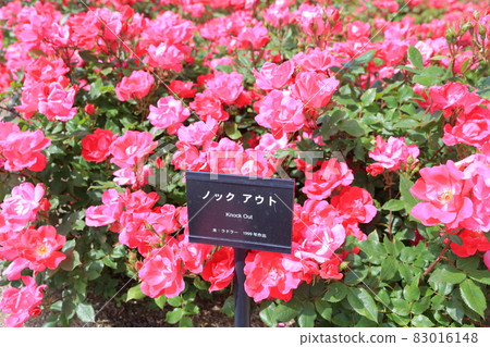 Welcome Garden at West Gate (Gifu World Rose Garden, Former Flower Festa Memorial Park, Gifu Prefecture) Welcome Garden at West Gate (Gifu World Rose Garden, Former Flower Festa Memorial Park, Gifu Prefecture) 83016148