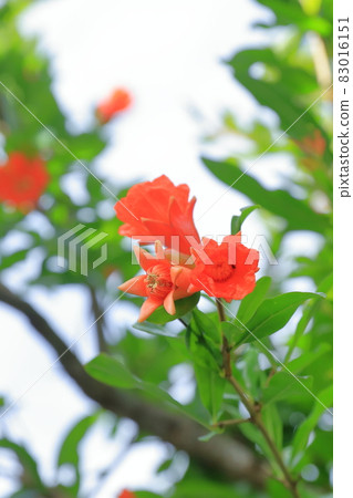 Pomegranate flowers and buds Pomegranate flowers and buds 83016151