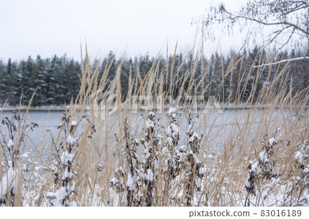 Close-up snow-covered grass on the shore of river Kymijoki in Finland. Winter landscape scene Close-up snow-covered grass on the shore of river Kymijoki in Finland. Winter landscape scene 83016189