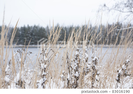 Close-up snow-covered grass on the shore of river Kymijoki in Finland. Winter landscape scene Close-up snow-covered grass on the shore of river Kymijoki in Finland. Winter landscape scene 83016190