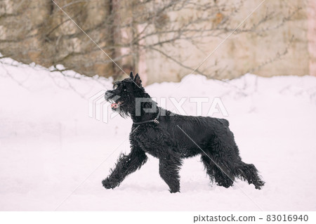 Funny Young Black Giant Schnauzer Or Riesenschnauzer Dog Walking Outdoor In Snow Snowdrift At Winter Snowy Day. Playful Pet Outdoors Funny Young Black Giant Schnauzer Or Riesenschnauzer Dog Walking Outdoor In Snow Snowdrift At Winter Snowy Day. Playful Pet Outdoors 83016940