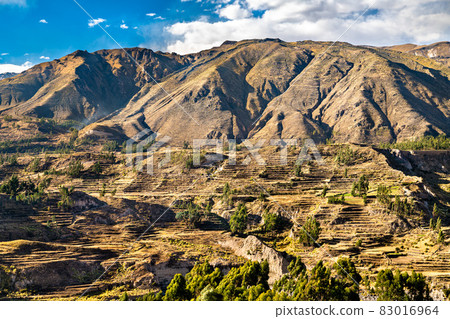 Terraced fields within the Colca Canyon in Peru Terraced fields within the Colca Canyon in Peru 83016964