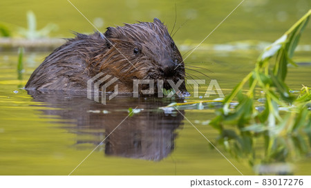 Eurasian beaver gnawing leaves in water in summertime 83017276