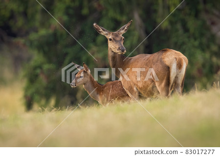 Two red deer standing on field in summertime nature Two red deer standing on field in summertime nature 83017277