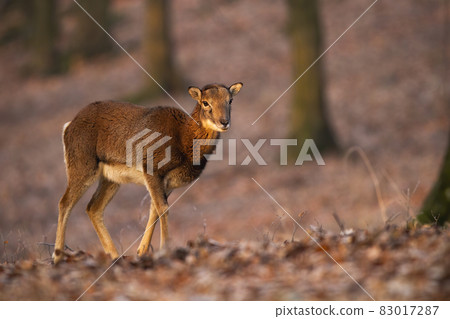 Female mouflon walking in forest in autumn sunlight 83017287