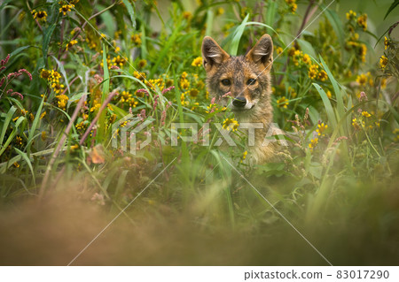 Golden jackal peeking out of long grass in summer. Golden jackal peeking out of long grass in summer. 83017290