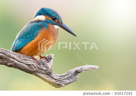 Common kingfisher resting on tree with space for text Common kingfisher resting on tree with space for text 83017291