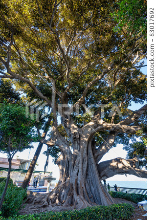 Alameda de Apodaca, a public park in Cadiz, Andalucia, Spain. 83017692