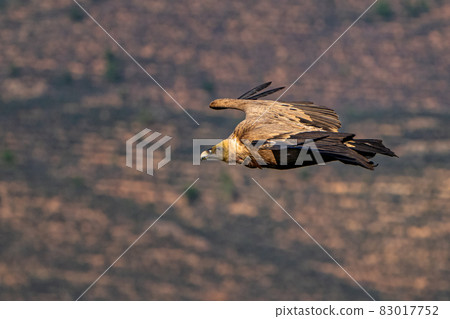 Griffon vulture, Gyps fulvus in Monfrague National Park. Extremadura, Spain 83017752