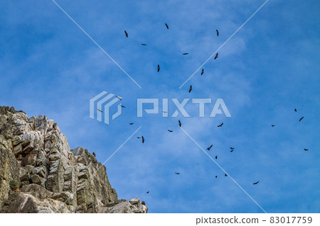 Griffon vultures, Gyps fulvus in Monfrague National Park. Extremadura, Spain 83017759