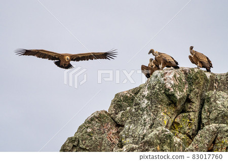 Griffon vultures, Gyps fulvus in Monfrague National Park. Extremadura, Spain 83017760