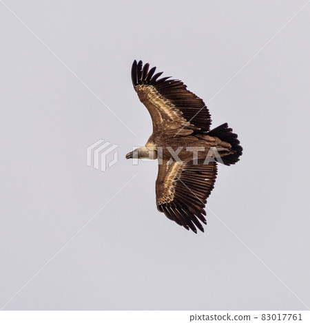 Griffon vulture, Gyps fulvus in Monfrague National Park. Extremadura, Spain 83017761