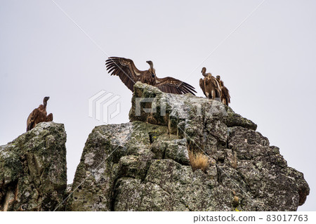 Griffon vultures, Gyps fulvus in Monfrague National Park. Extremadura, Spain 83017763