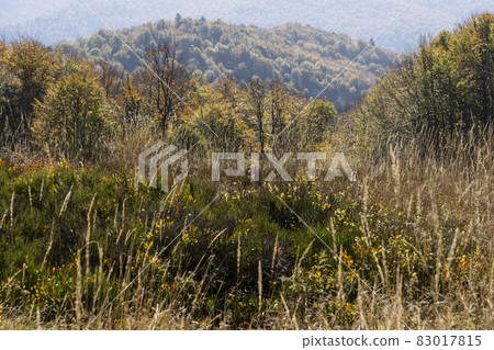 Autumn in the Bieszczady Mountains. Autumn in the Bieszczady Mountains. 83017815