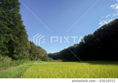 Fruitful autumn Sayama Hills, shore tambo when harvesting rice in the blue sky Fruitful autumn Sayama Hills, shore tambo when harvesting rice in the blue sky 83018551