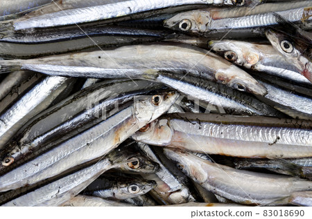 銀色條紋圓腹鯡 銀色條紋圓腹鯡 83018690