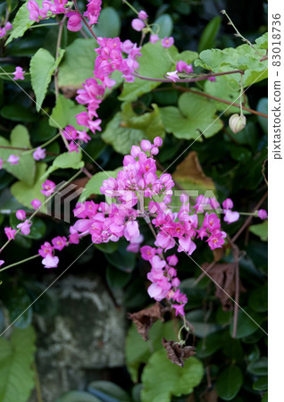 Nito Beppura Nito Beppura 83018736