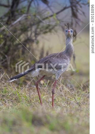 Red legged Seriema, Pantanal , Brazil Red legged Seriema, Pantanal , Brazil 83018896