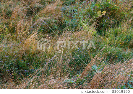 mixed wild green and dry yellow grass late summer afternoon 83019190