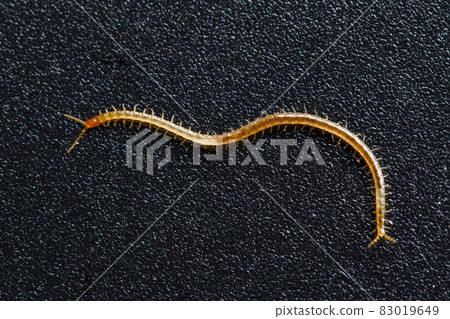 Soil centipede, Geophilomorpha on grainy black background, these animals are predators and can often be found in soil Soil centipede, Geophilomorpha on grainy black background, these animals are predators and can often be found in soil 83019649