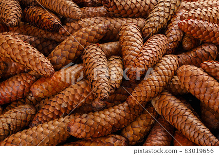 pile of fir cones - full frame close-up spruce background 83019656