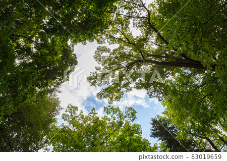 Wide-angle low canopy shot in green forest, upwards view to the treetops with green foliage and blue sky an white clouds behind 83019659