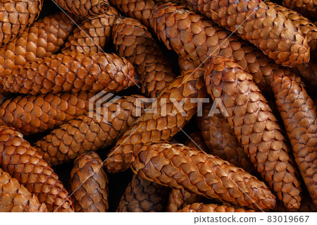 pile of fir cones - full frame close-up spruce background pile of fir cones - full frame close-up spruce background 83019667