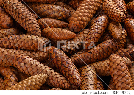 pile of fir cones - full frame close-up spruce background pile of fir cones - full frame close-up spruce background 83019702
