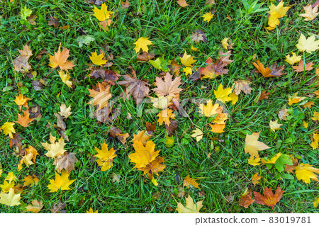 colorful autumn yellow maple leaves on green grass background colorful autumn yellow maple leaves on green grass background 83019781
