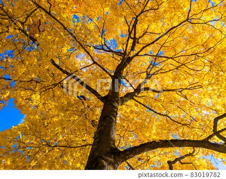 autumn vivid yellow maple tree on blue sky background - full frame upward view from below 83019782