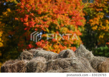 hay stacks on blurry golden autumn tree background hay stacks on blurry golden autumn tree background 83019783