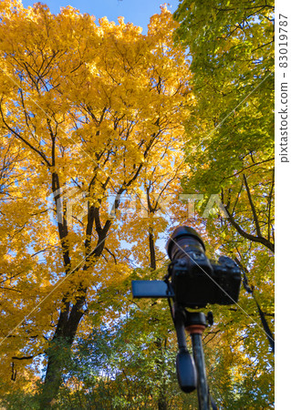 modern digital camera on a tripod pointed toward yellow autumn maple tree 83019787