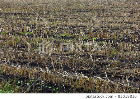 dry stems leftovers in an agricultural field after harvest 83019816
