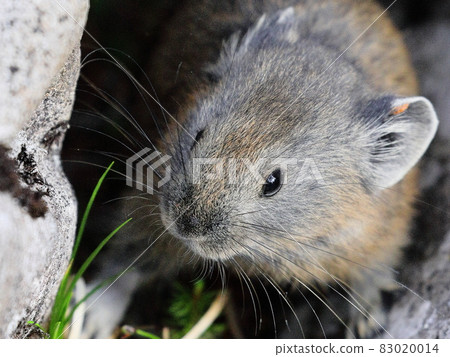 Pika born this year 83020014