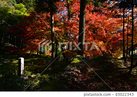 Ryu ga寺廟秋葉 83022343