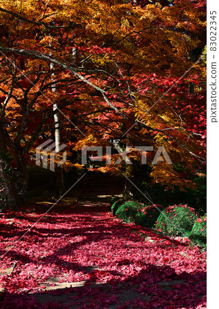 Autumn leaves of Ryu ga Temple 83022345