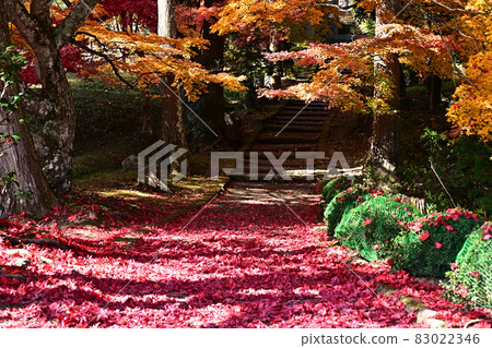 Autumn leaves of Ryu ga Temple Autumn leaves of Ryu ga Temple 83022346