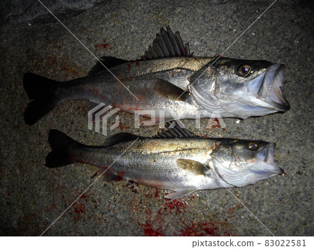 I caught a sea bass! 83022581