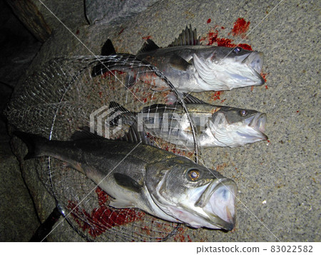 Seabass who were alive and opened their mouths wide 83022582