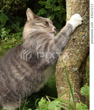 Gray cat playing with tree trunk in a garden 83023215
