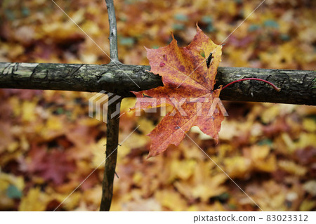 Autumn leaf stuck on dry fallen tree branch 83023312