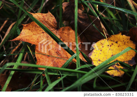 Maple and aspen yeallow leaves in green grass 83023331