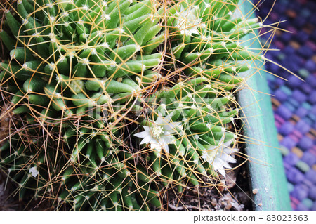 Green succulent cacti bloom with white flowers 83023363