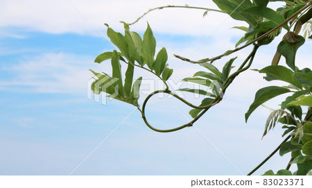 Fresh tropical green leafy vine on blue sky with white clouds background Fresh tropical green leafy vine on blue sky with white clouds background 83023371